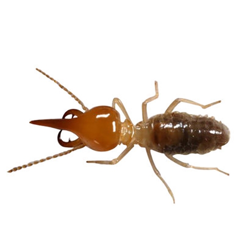 虫害治理白蚁特别多 灭杀有技巧