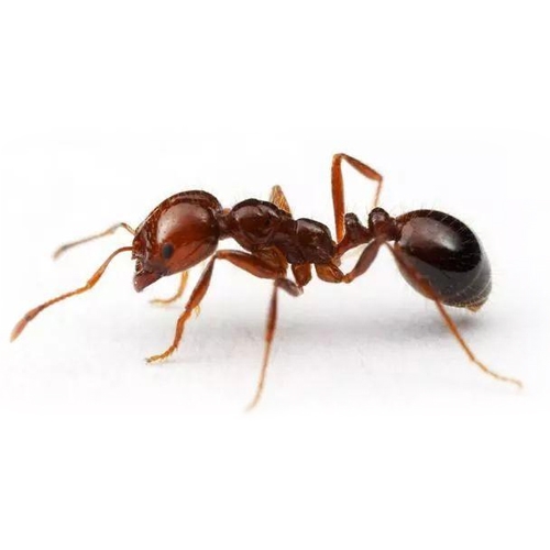 中山白蚁防治是人们排查控制的重要因素